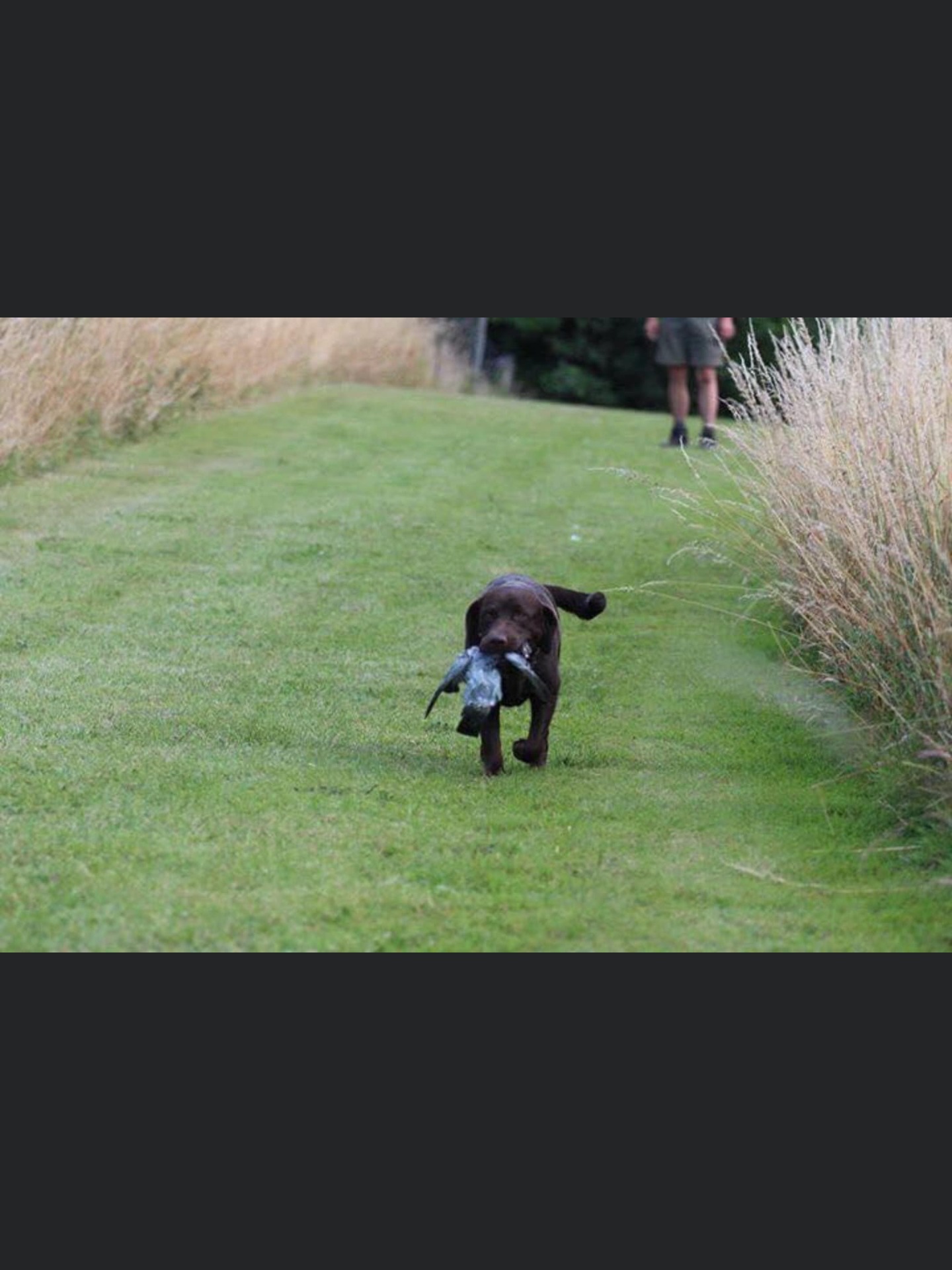 stemning billeder Kennel Cap De Lab